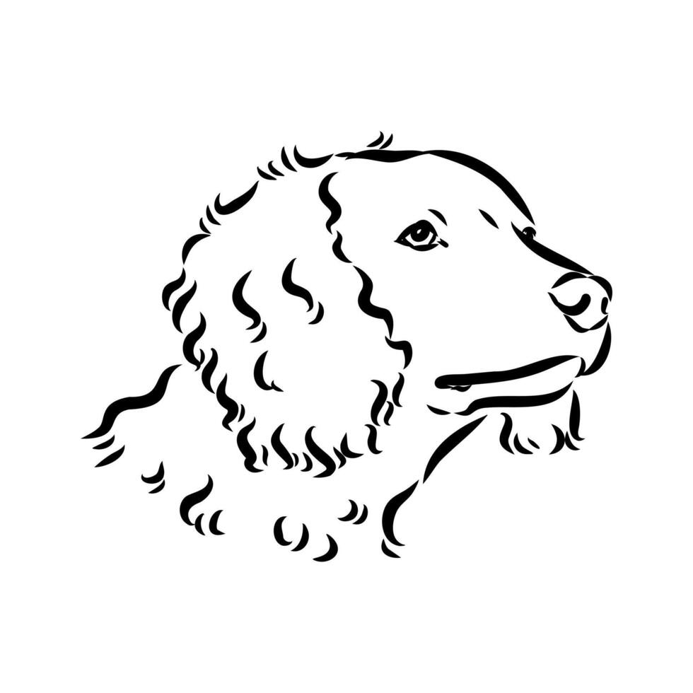 Spaniel dog sketch vector