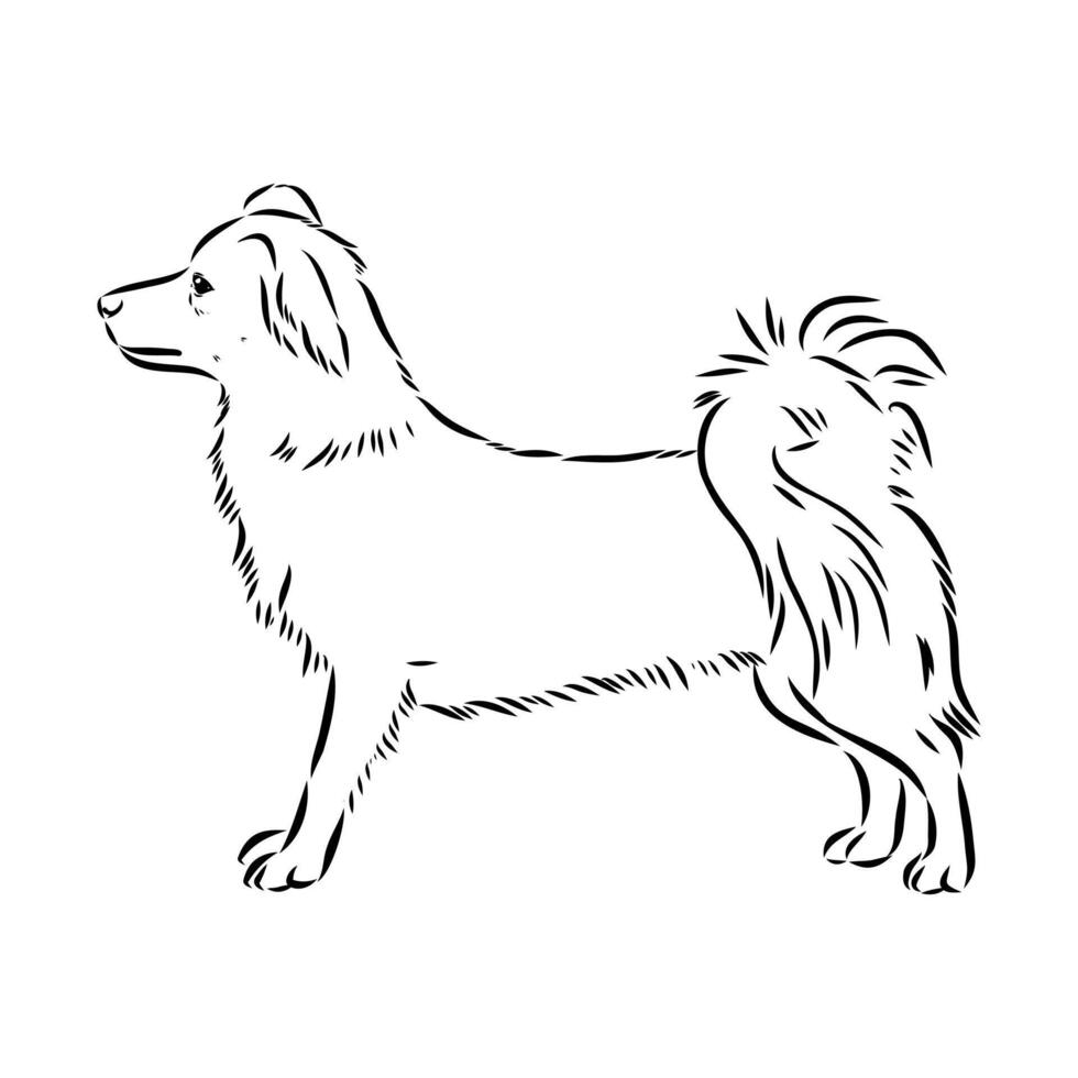 Alopecis dog sketch vector