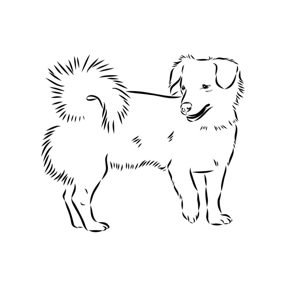 Alopecis dog sketch vector