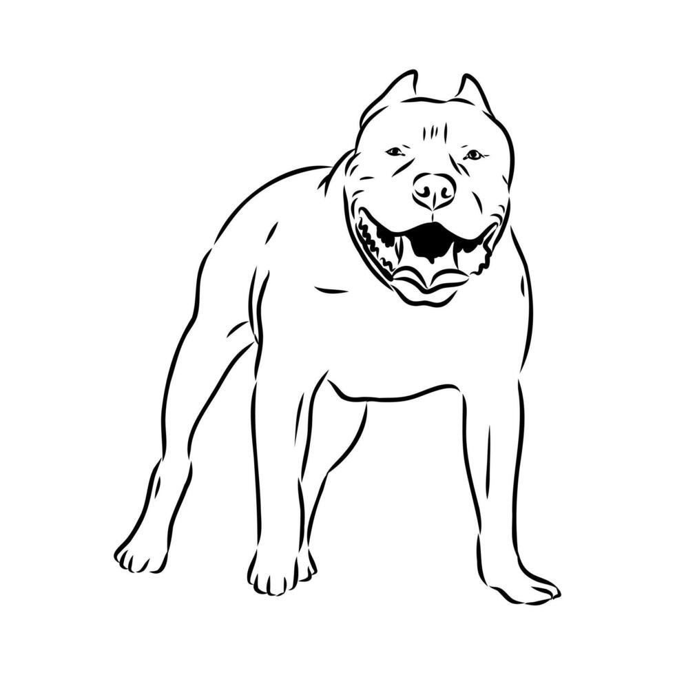 American bulldog sketch vector
