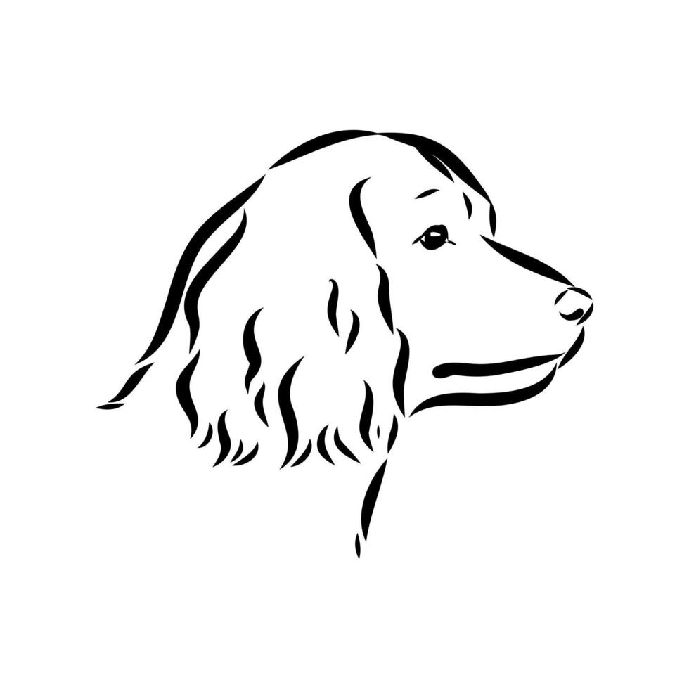 Spaniel dog sketch vector