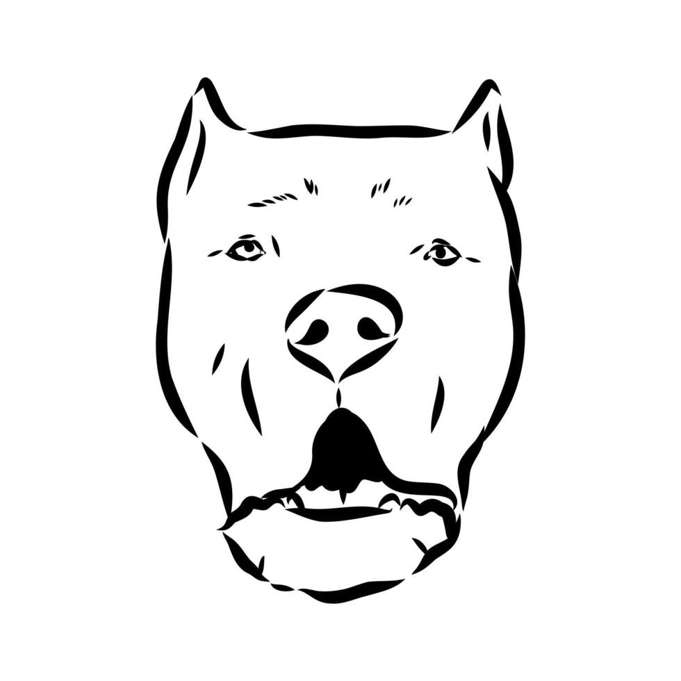 American bulldog sketch vector