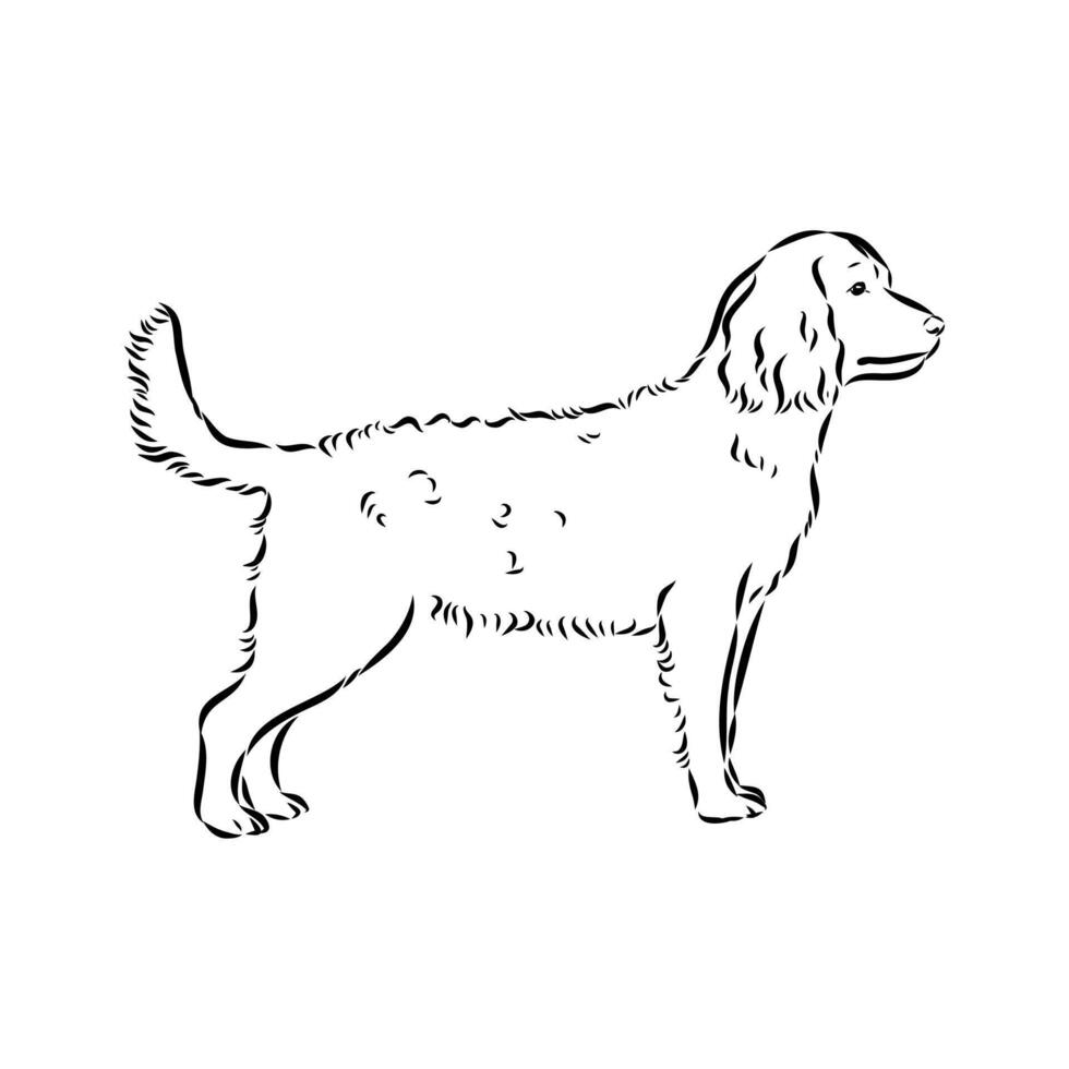 Spaniel dog sketch vector