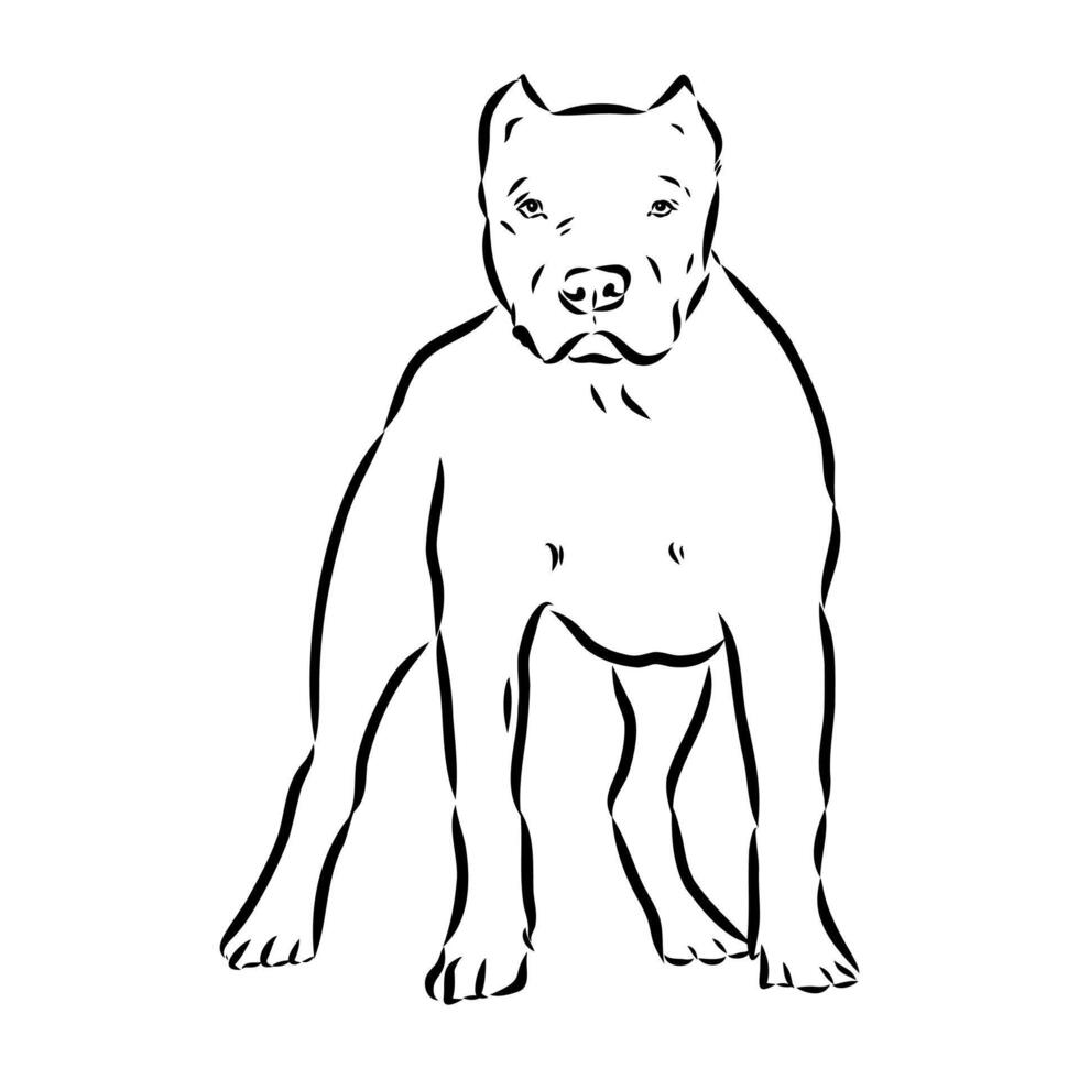 American bulldog sketch vector