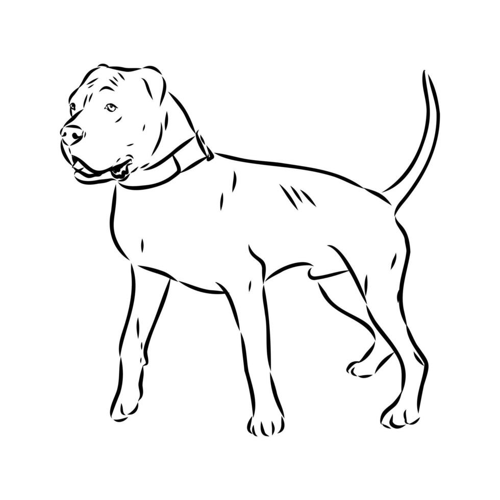 American bulldog sketch vector