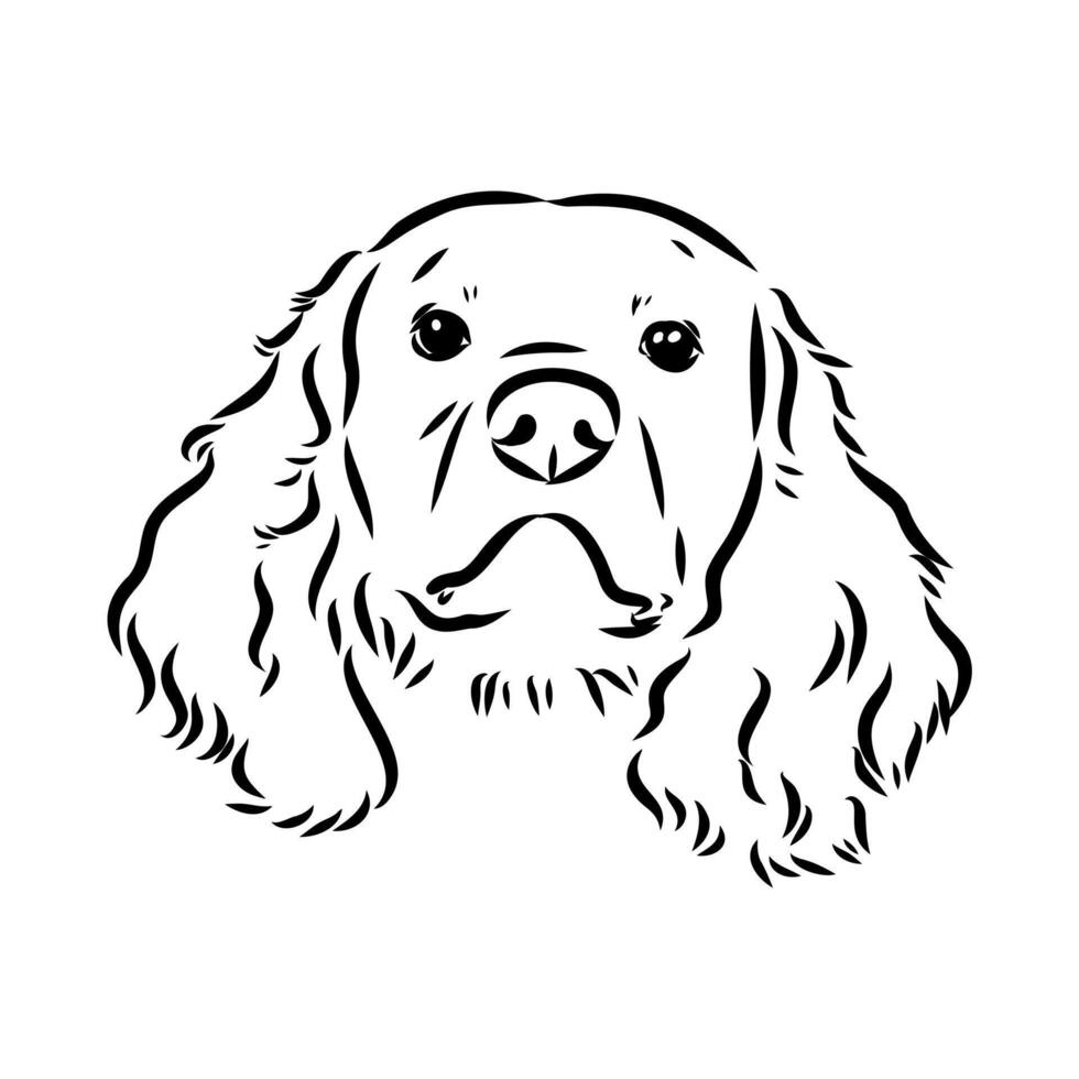 Spaniel dog sketch vector