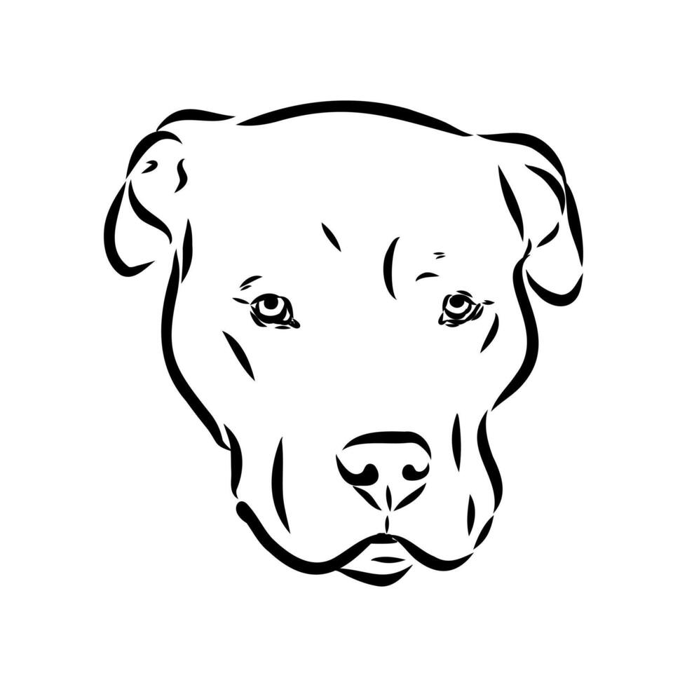 American bulldog sketch vector