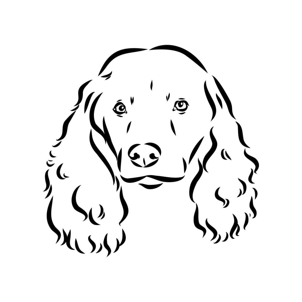 Spaniel dog sketch vector