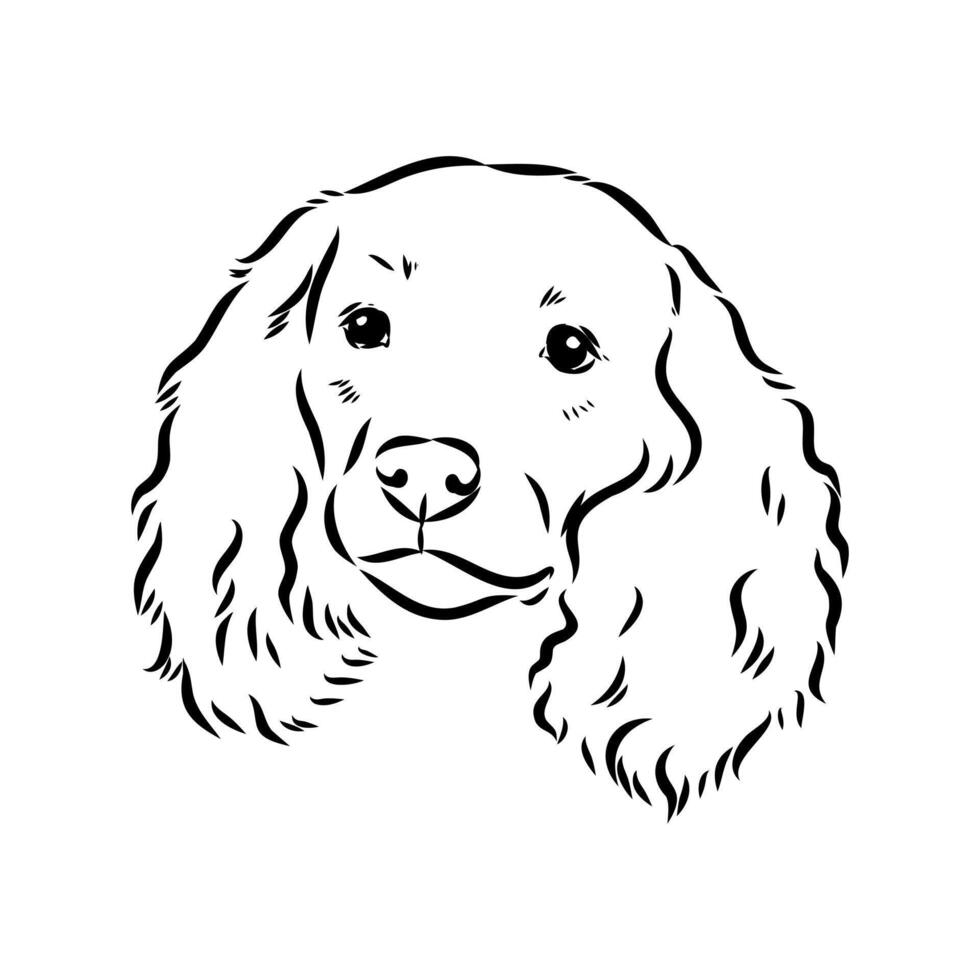 Spaniel dog sketch vector