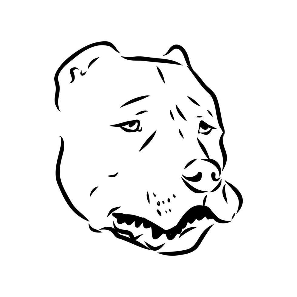 American bulldog sketch vector