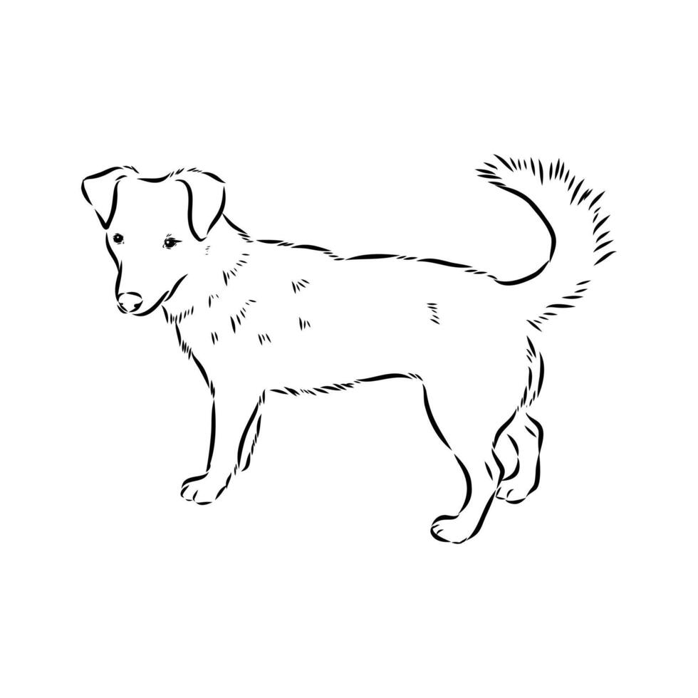 Alopecis dog sketch vector