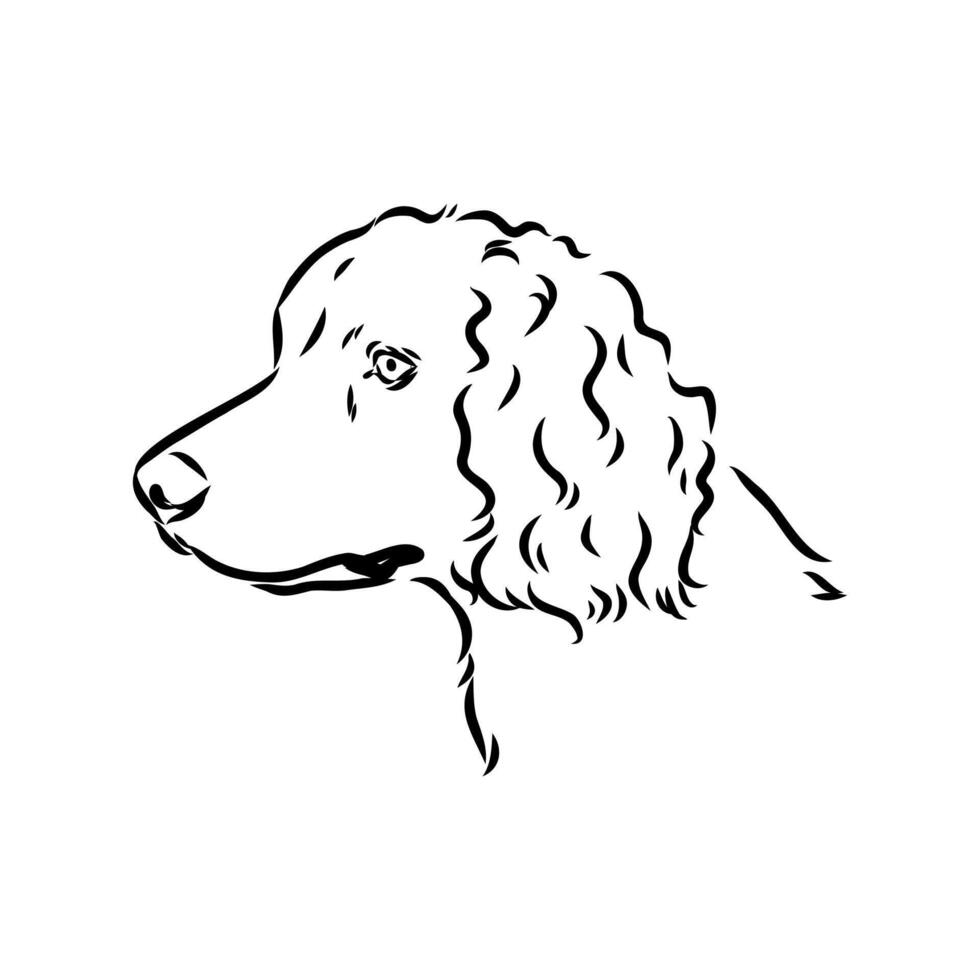 Spaniel dog sketch vector