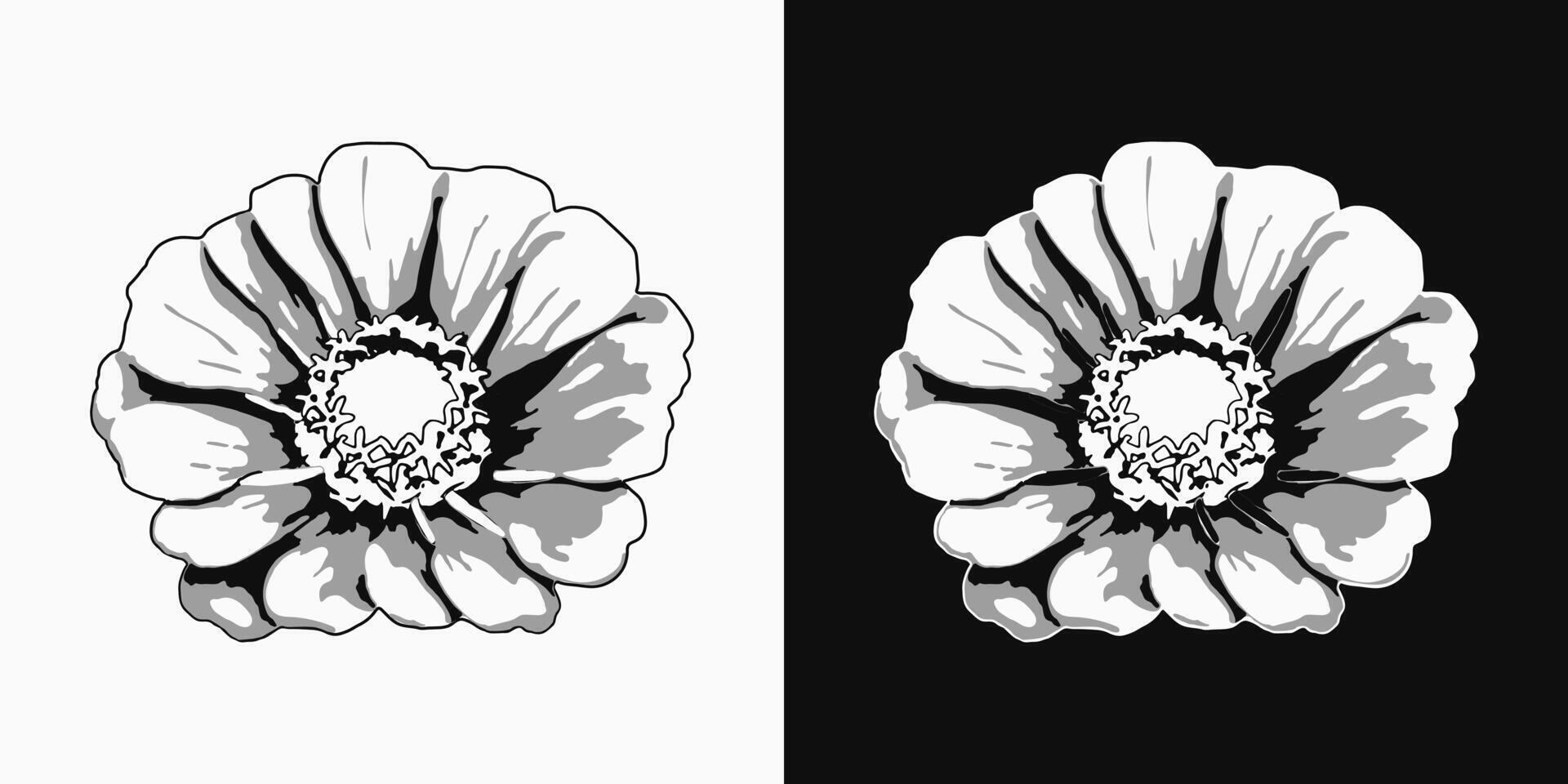 Zinnia flower head. Single isolated illustration. Image tracing, cleaned and simplified illustration. Realistic style. Not AI. vector