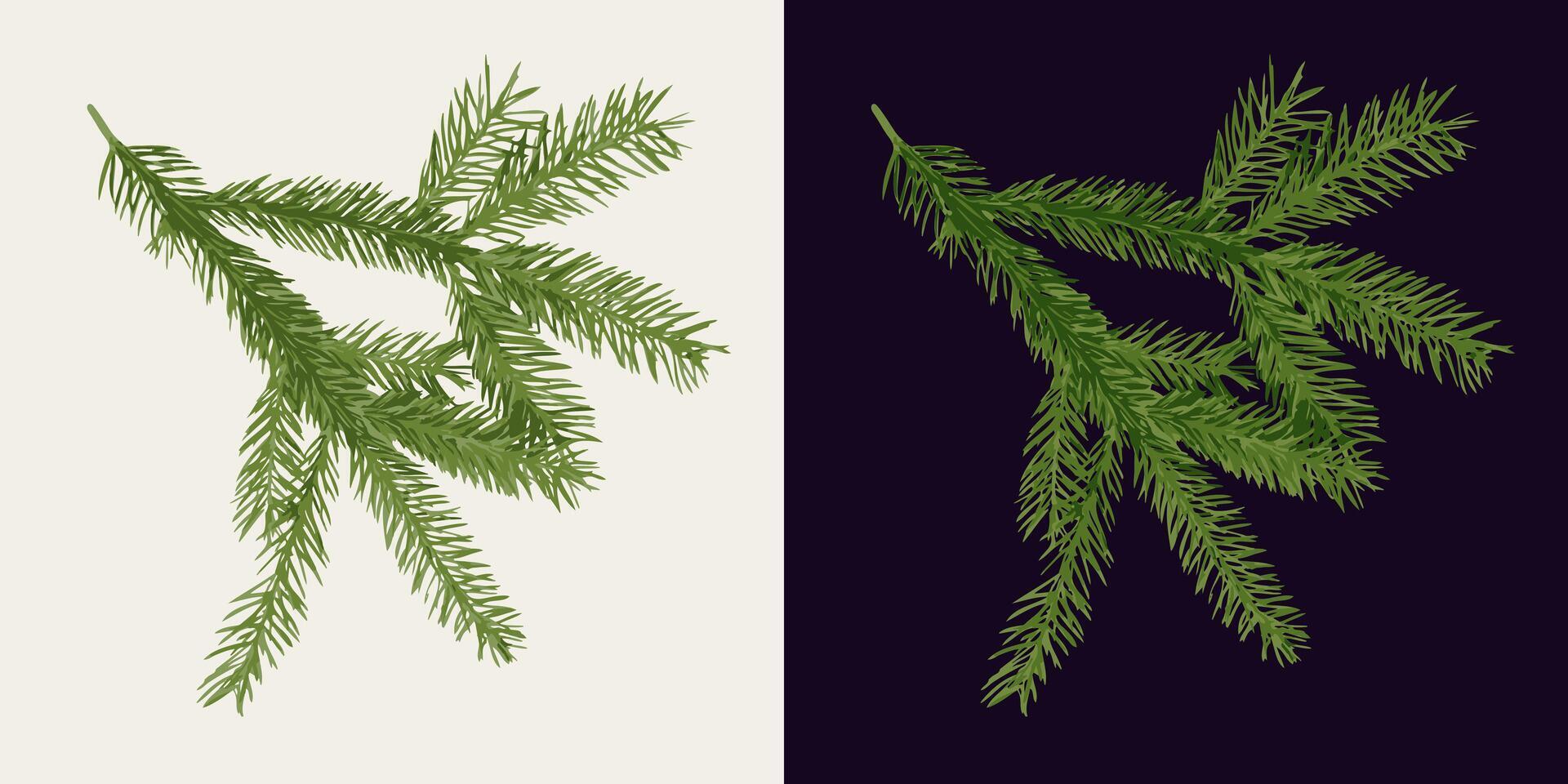 Spruce tree lush branch on white, dark background. Fir twig with green needles. Image trace, cleaned and simplified illustration. Realistic style. Not AI. vector