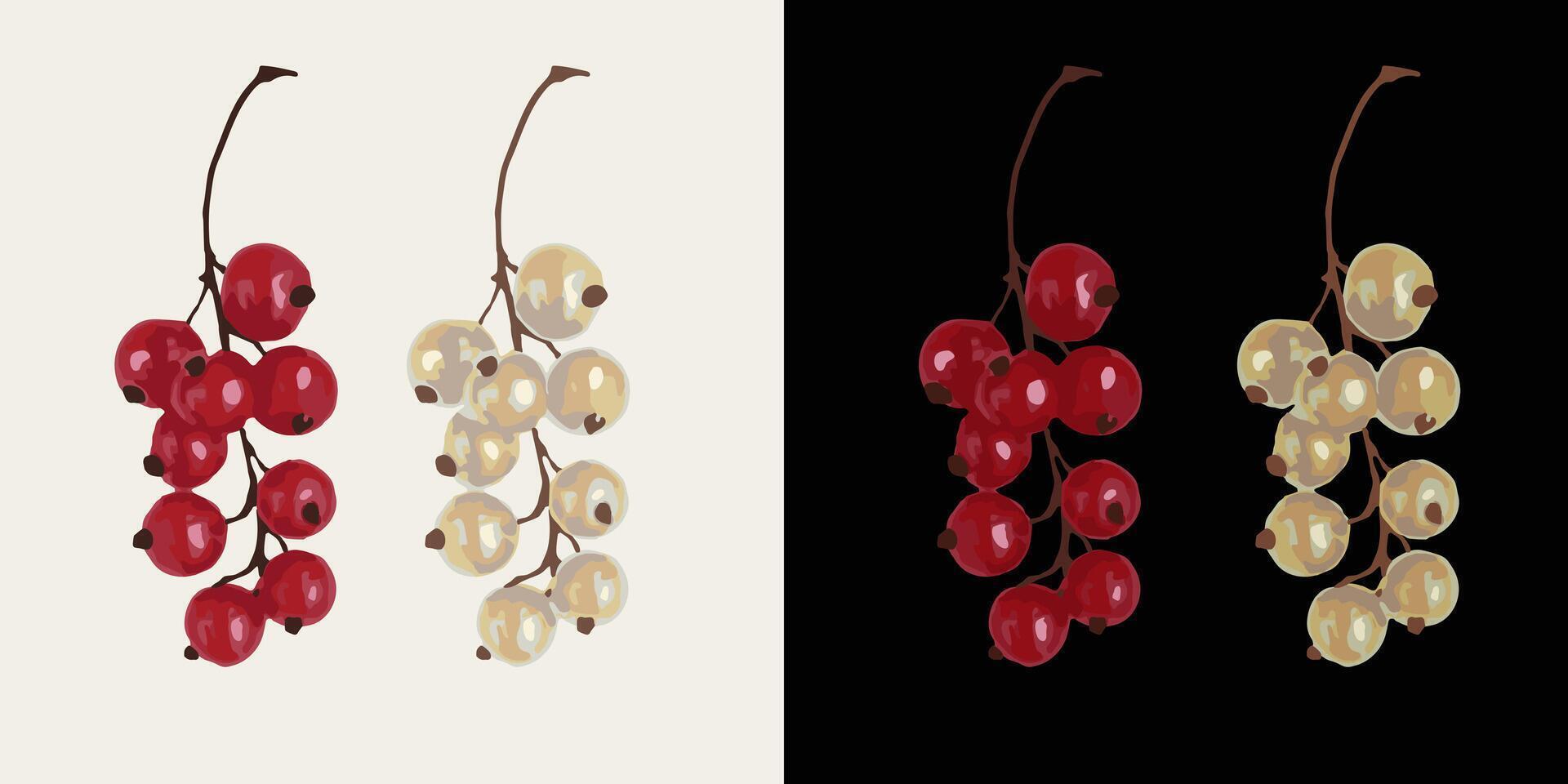 Small twig with ripe red, white currants. Image tracing, cleaned and simplified illustration. Realistic style. Not AI. vector