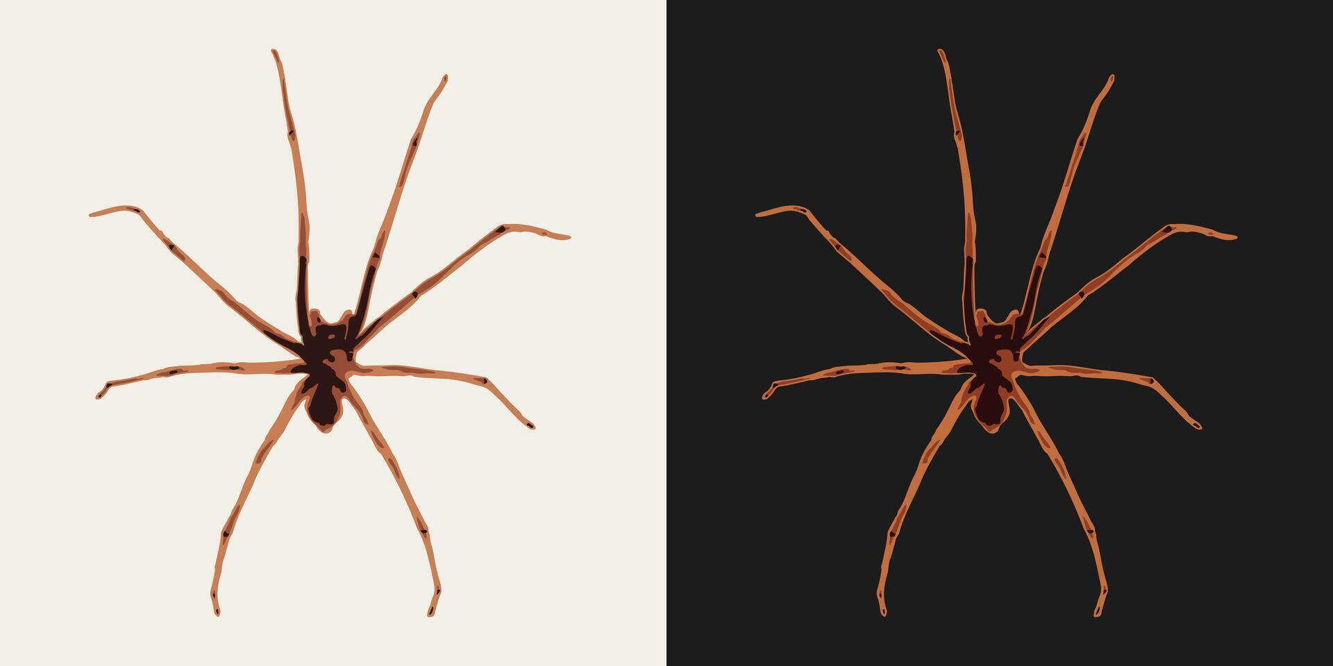 Big spider with long thin legs. Top view. Single isolated colorful illustration. Image tracing, cleaned and simplified image. Realistic style. Not AI. vector