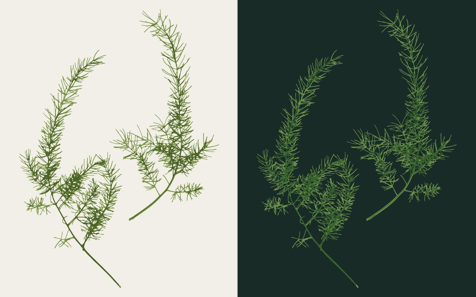 Lush sprig of Asparagus on white, dark background. Image trace, cleaned and simplified illustration. Realistic style. Not AI. vector