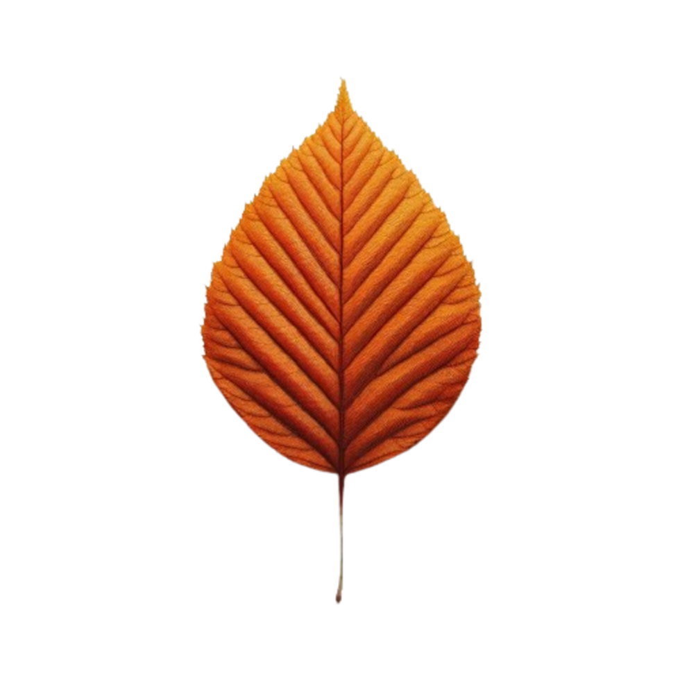 A Leaf Of Autumn Leaves Has An Orange Color on transparent background png