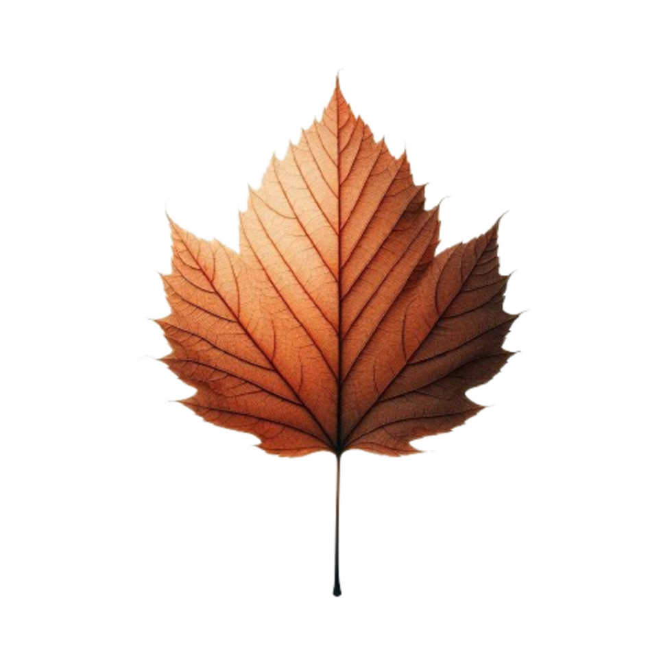 Autumn Maple Leaf In Vibrant Red For Fall Design Projects png