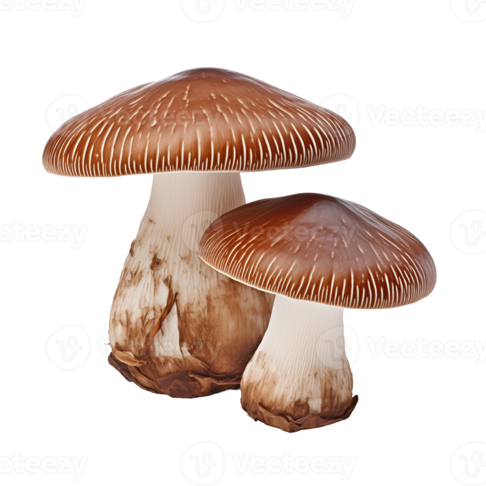 Fresh Shiitake Mushrooms Isolated on Transparent Background. Concept of Organic Vegetables and Healthy Eating. png