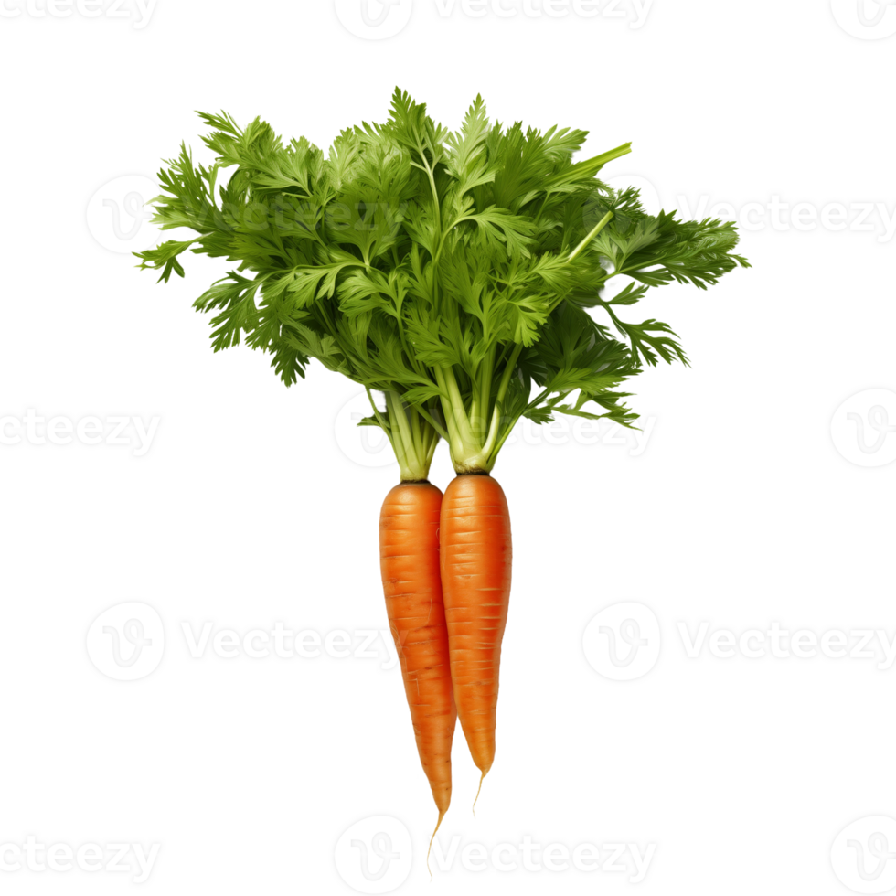 Fresh Carrots with Greens Isolated on Transparent Background. Concept of Organic Vegetables and Healthy Eating. png