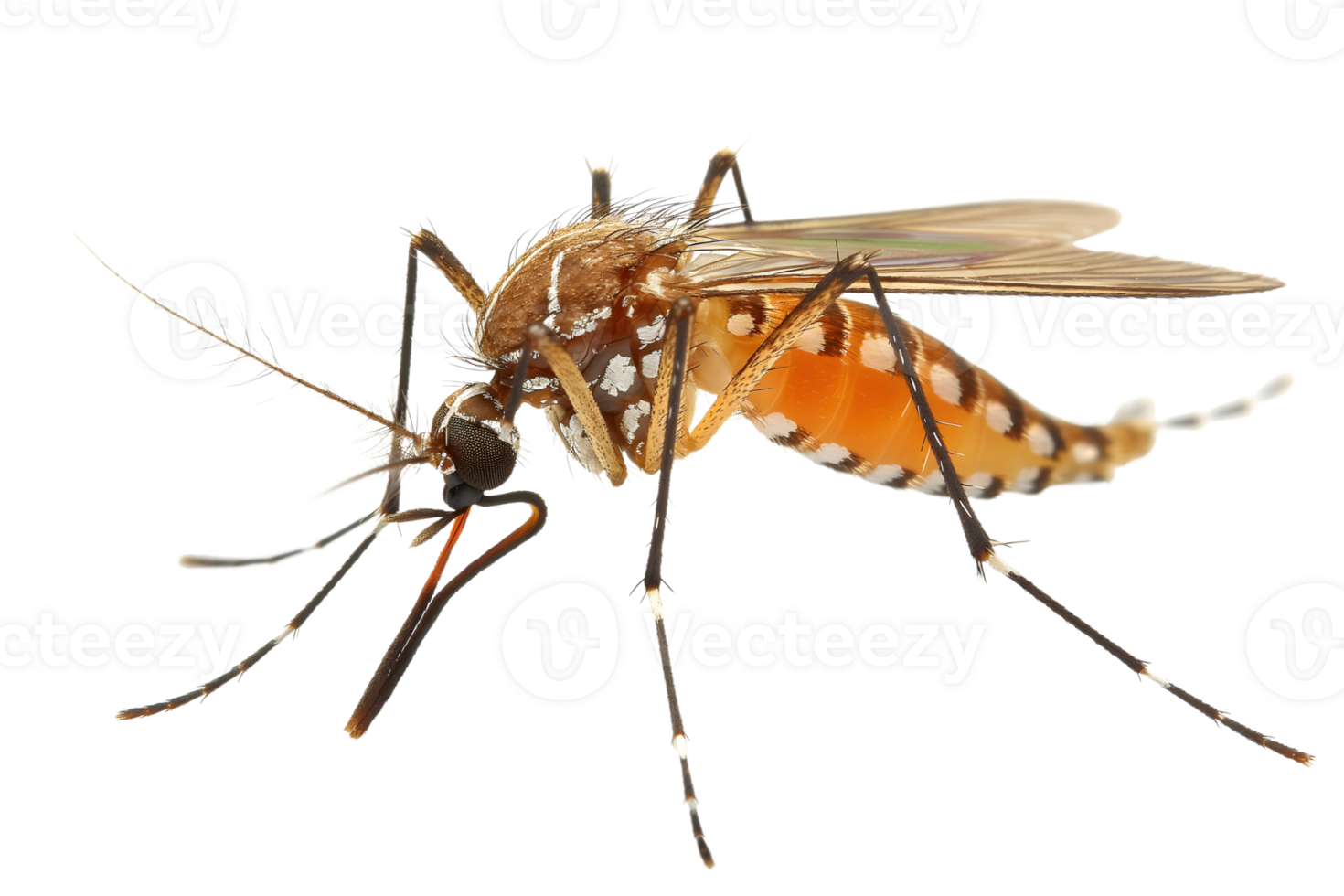 Closeup View of Mosquito on Transparent Background png