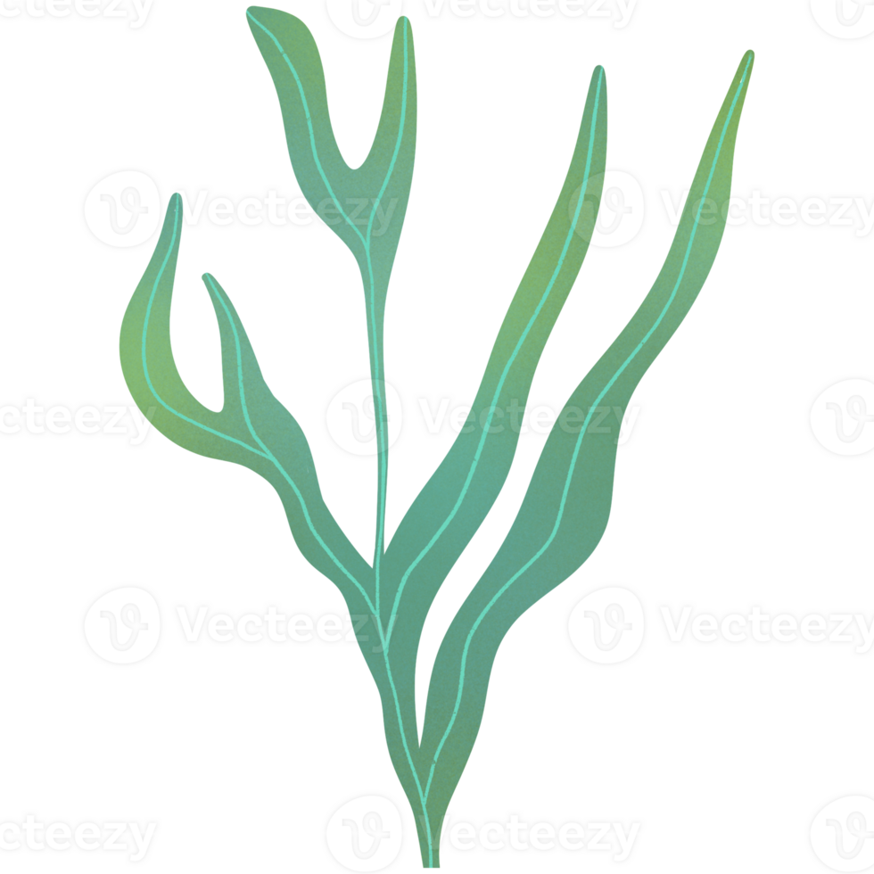Kelp Seaweed Ornament png
