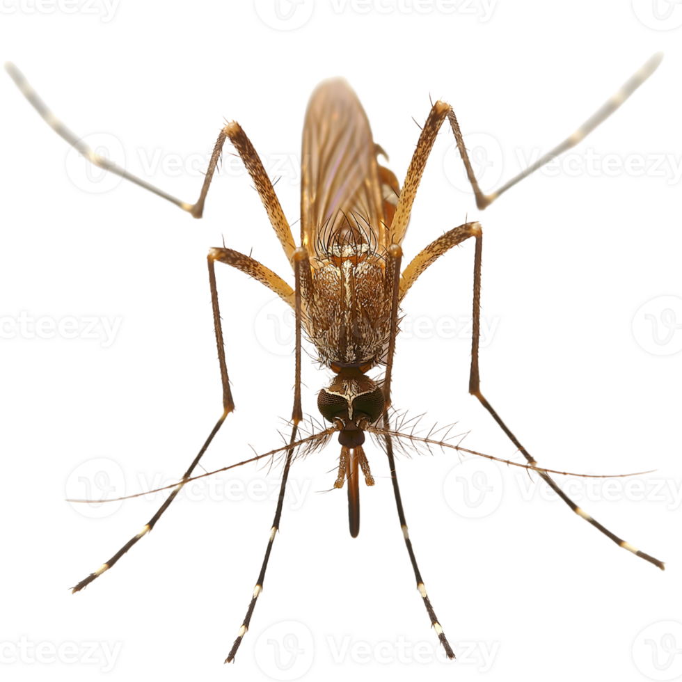 Closeup View of Mosquito on Transparent Background png