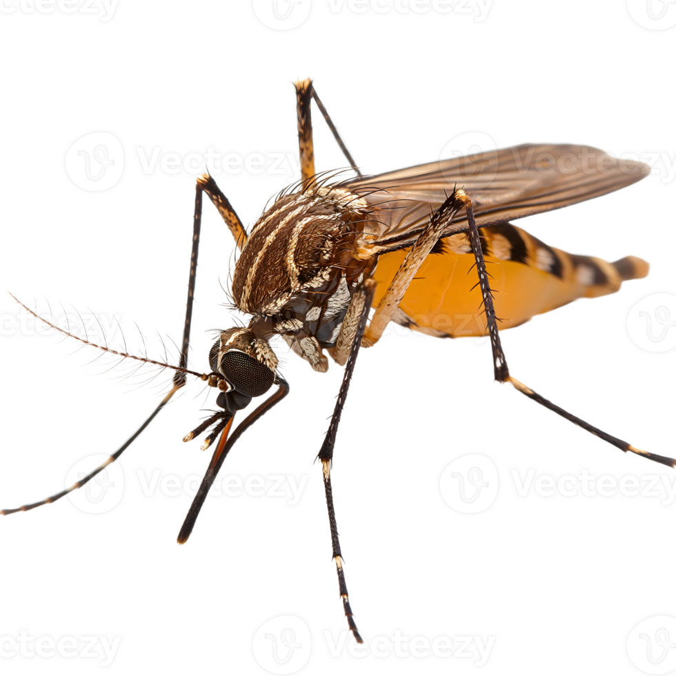 Closeup View of Mosquito on Transparent Background png
