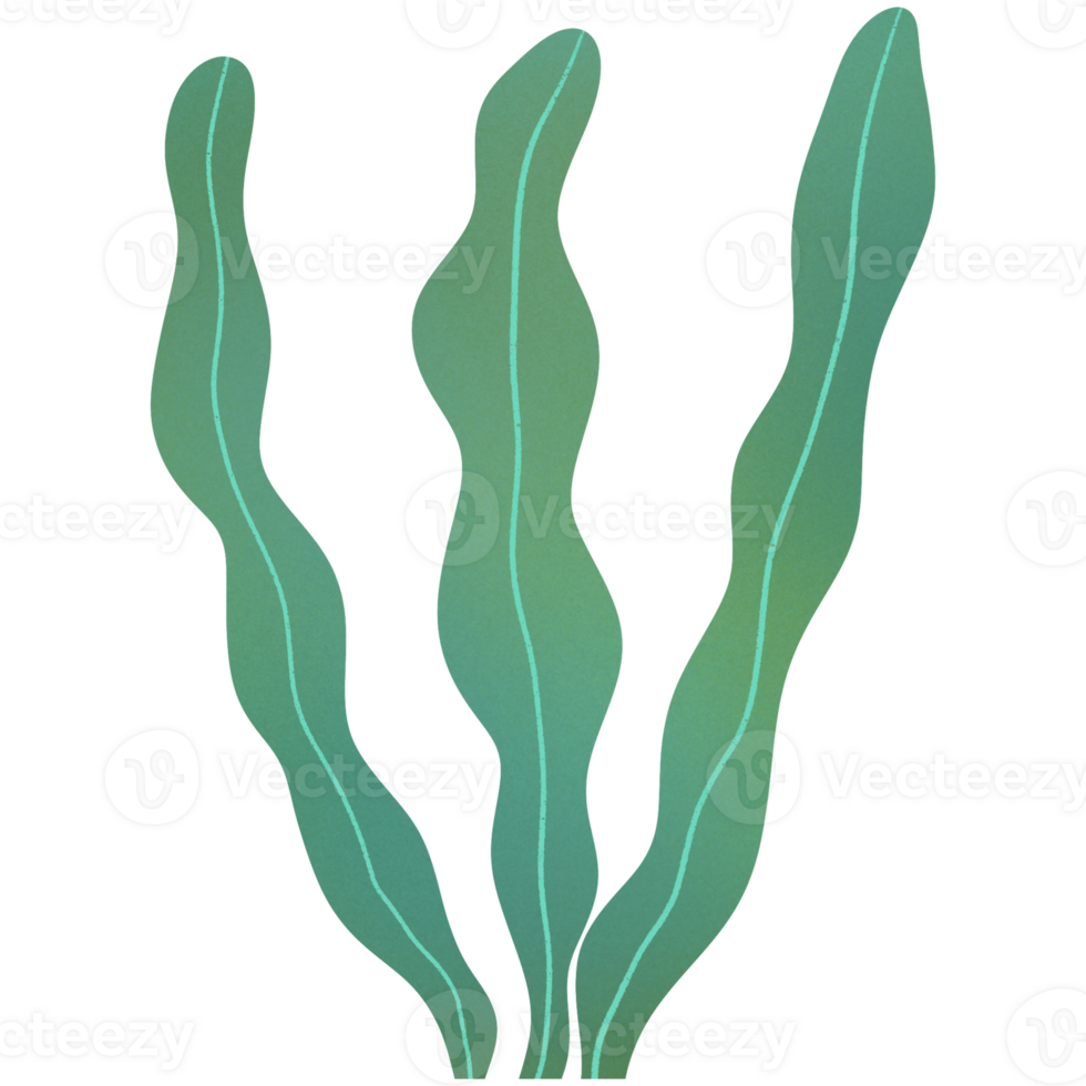 Kelp Seaweed Ornament png