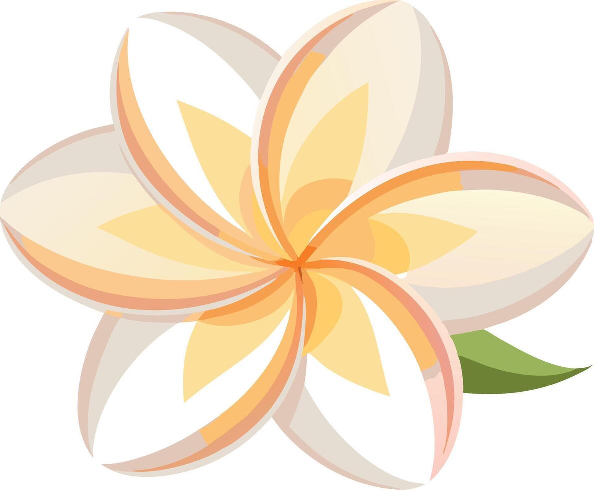 Frangipani flower illustration with yellow and white petals and green leaf vector