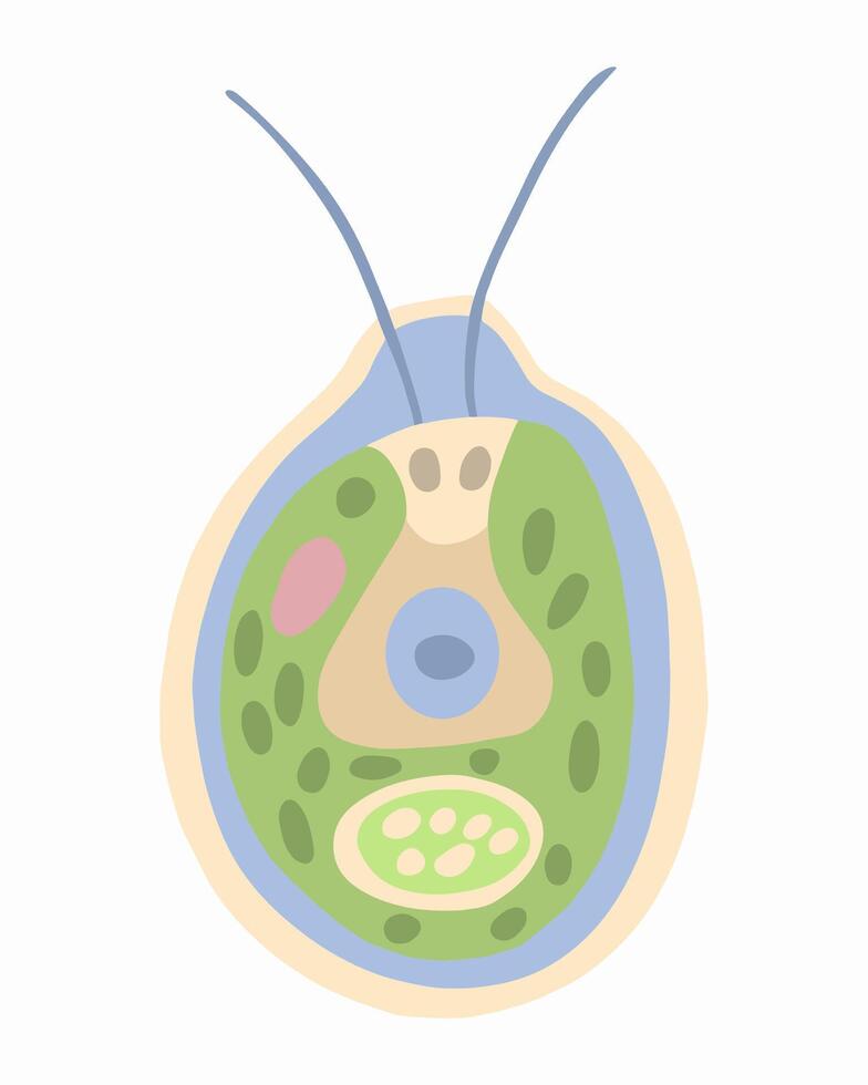 Illustration of Chlamydomonas on a white background. vector