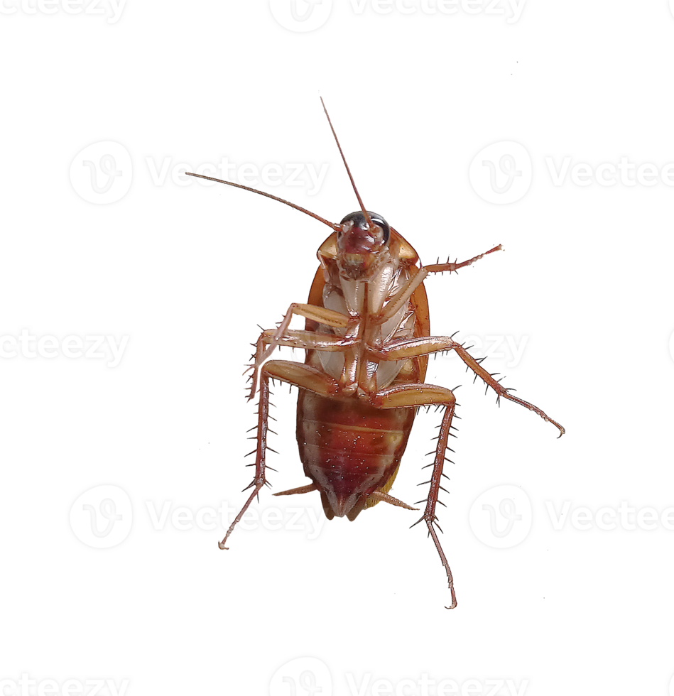 The cockroach was squirming and dying png