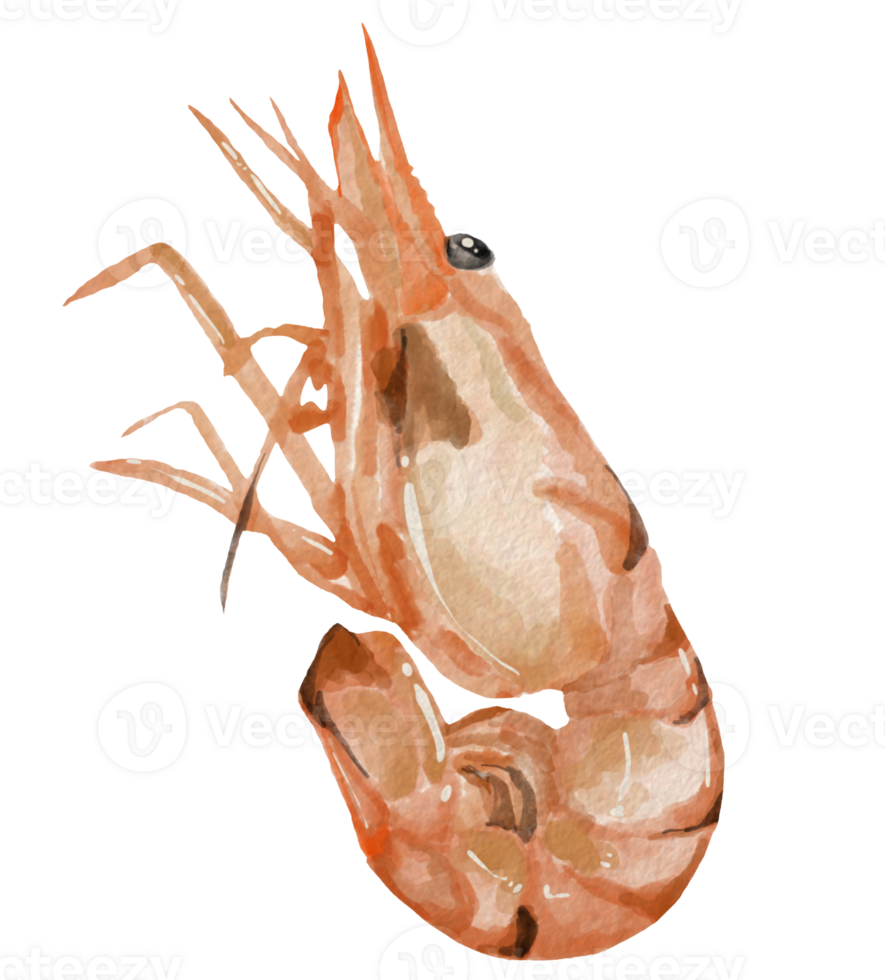 shrimp element design for template, watercolor style. png