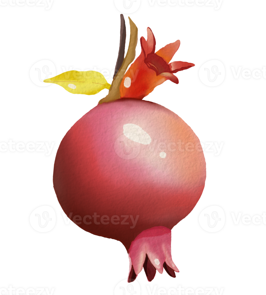 Pomegranate element design for template, watercolor style. png