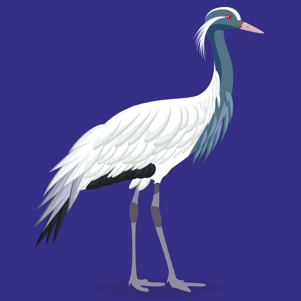 Demoiselle crane cartoon bird vector