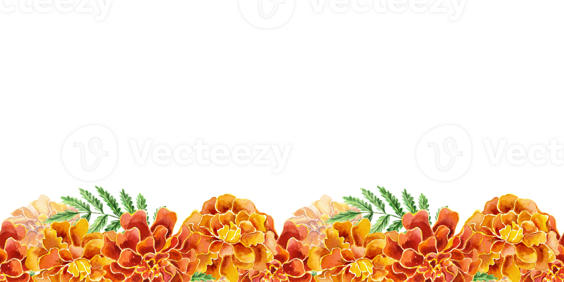 Marigolds seamless border. Hand drawn watercolor illustration of flowers. For birthday cards, Day of the Dead, invitations, fabric, textile, covers. png