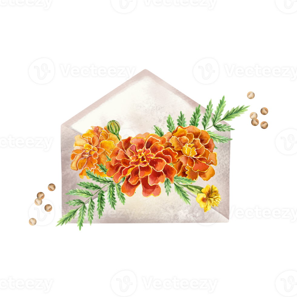 Marigolds watercolor, flowers on an envelope. Hand drawn botanical illustration. For birthday cards, invitations, covers, labels. png