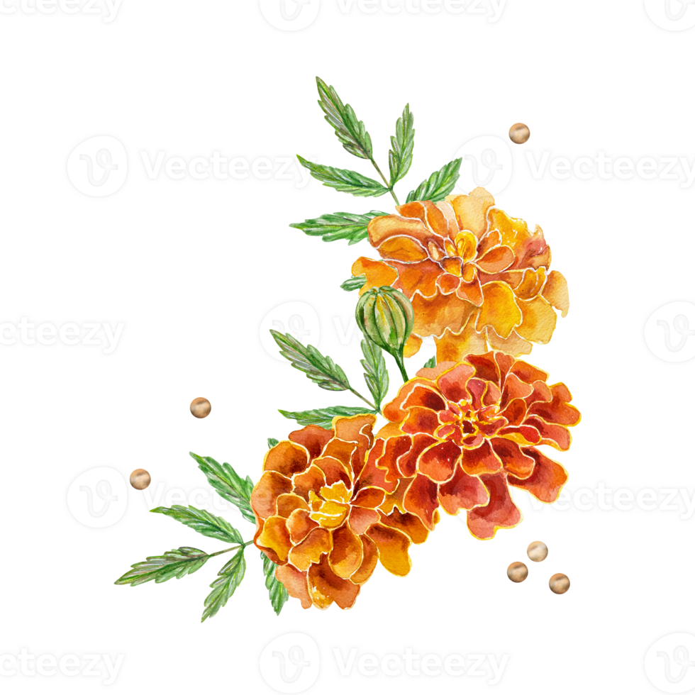 Marigolds watercolor, flowers and leaves. Hand drawn botanical illustration. For birthday cards, wedding invitations, covers, labels. png