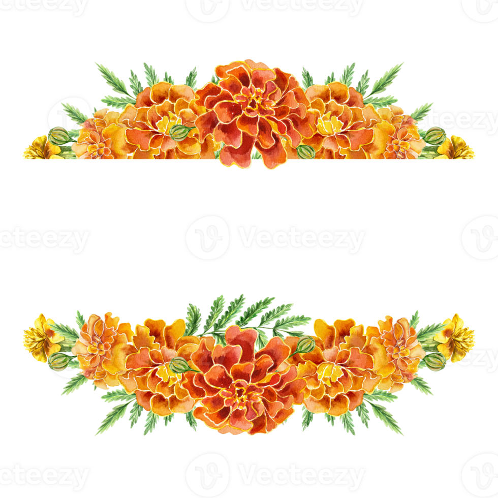 Marigolds, template for inserting text. Hand drawn watercolor illustration of flowers. For decorating headers, birthday cards, invitations, banners, labels, covers. png