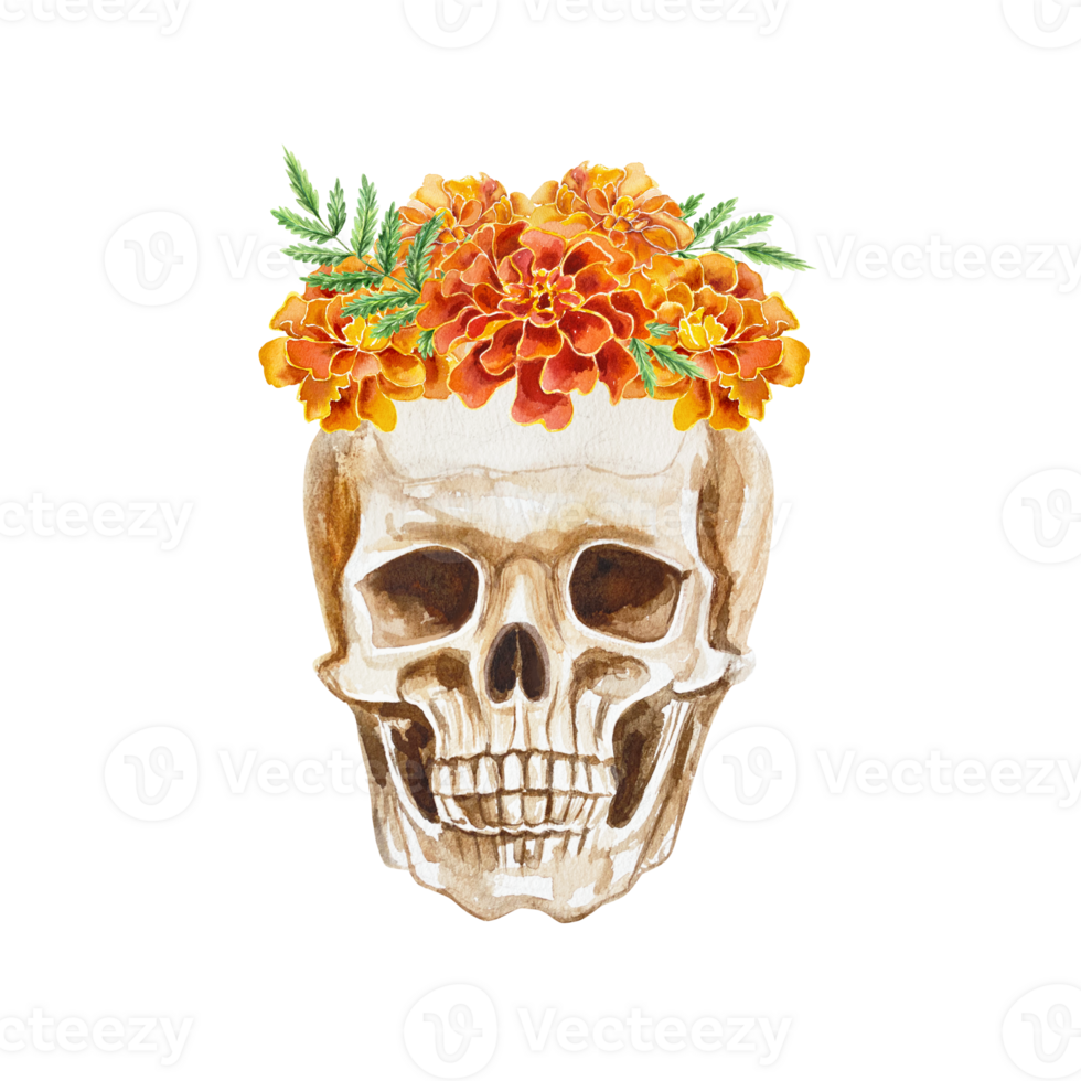 Human skull with a flower wreath on its head. Hand drawn watercolor illustration. For Halloween and Day of the Dead cards, invitations, banners, flyers, covers, posters. png