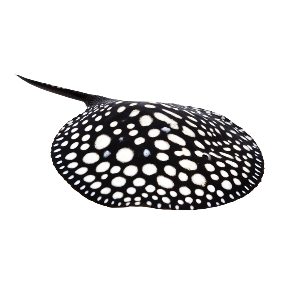The Black Diamond stingray on Transparent background png