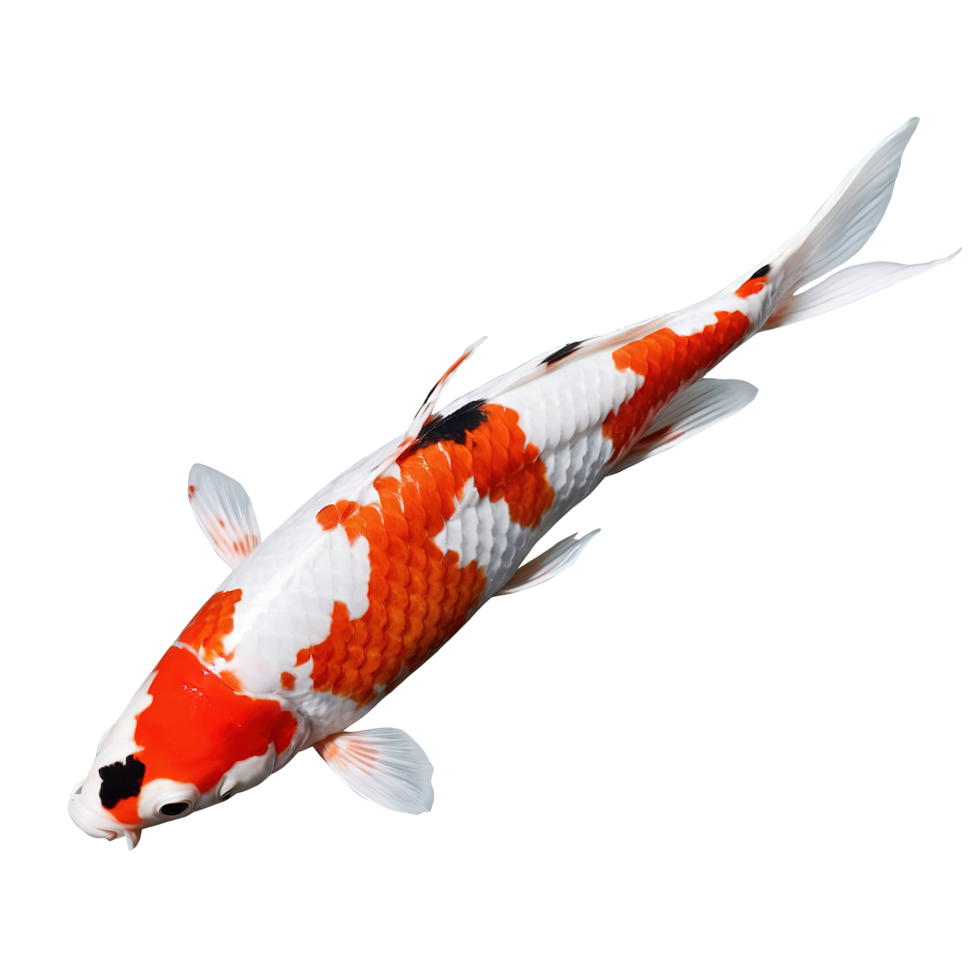 beautiful koi fish on Transparent background png