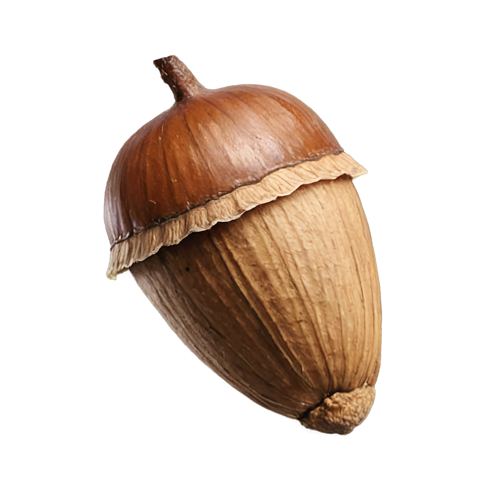 Brown acorn oak nut on Transparent background png