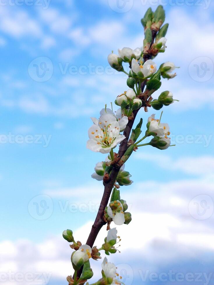 sping blooming plum branch with white flowers on a blue sky and white clouds photo