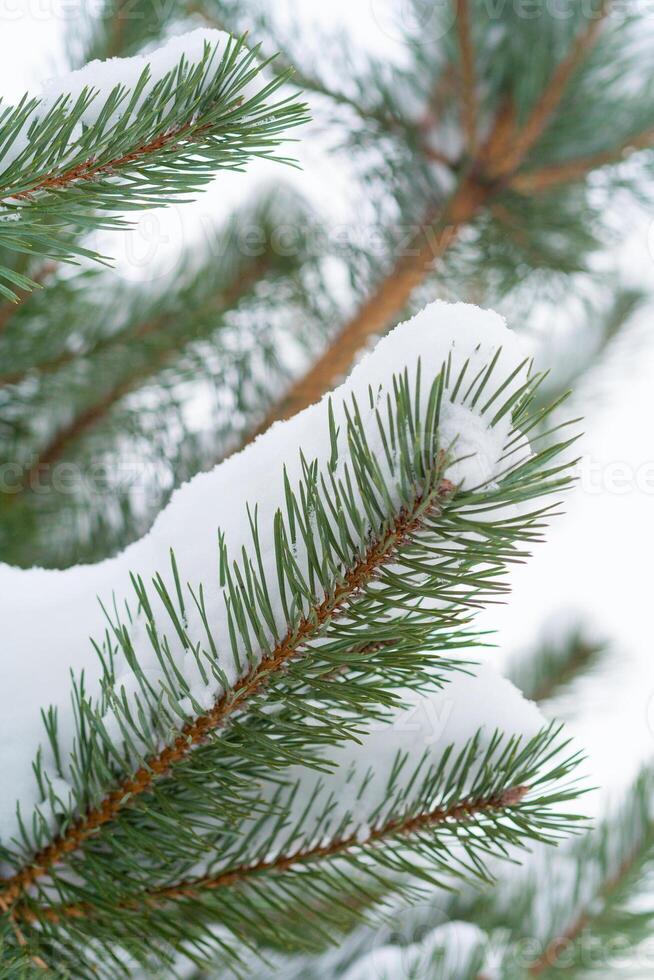 Close up view on a fir tree branches covered with snow photo
