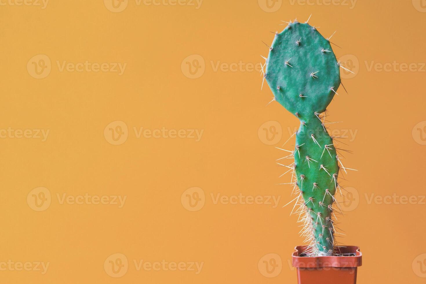 Opuntia cactus on a orange background with copy space photo