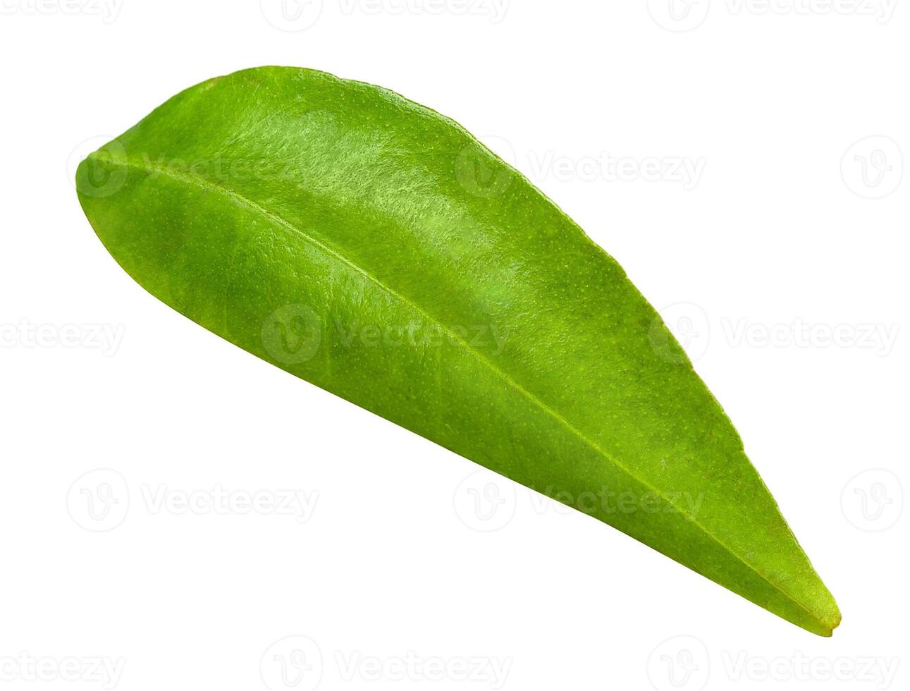Leaf of orange, isolated on a white background photo