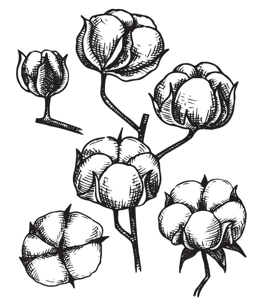 set of cotton branches. cotton bolls, sketch style, vintage vector