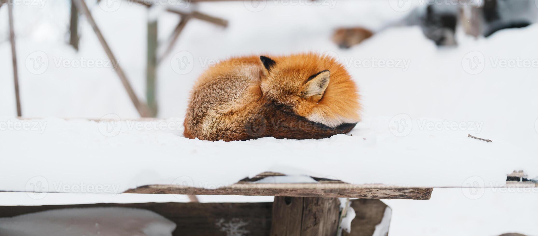 Cute fox on snow in winter season at Zao fox village, Miyagi prefecture, Japan. landmark and popular for tourists attraction near Sendai, Tohoku region, Japan. Travel and Vacation concept photo